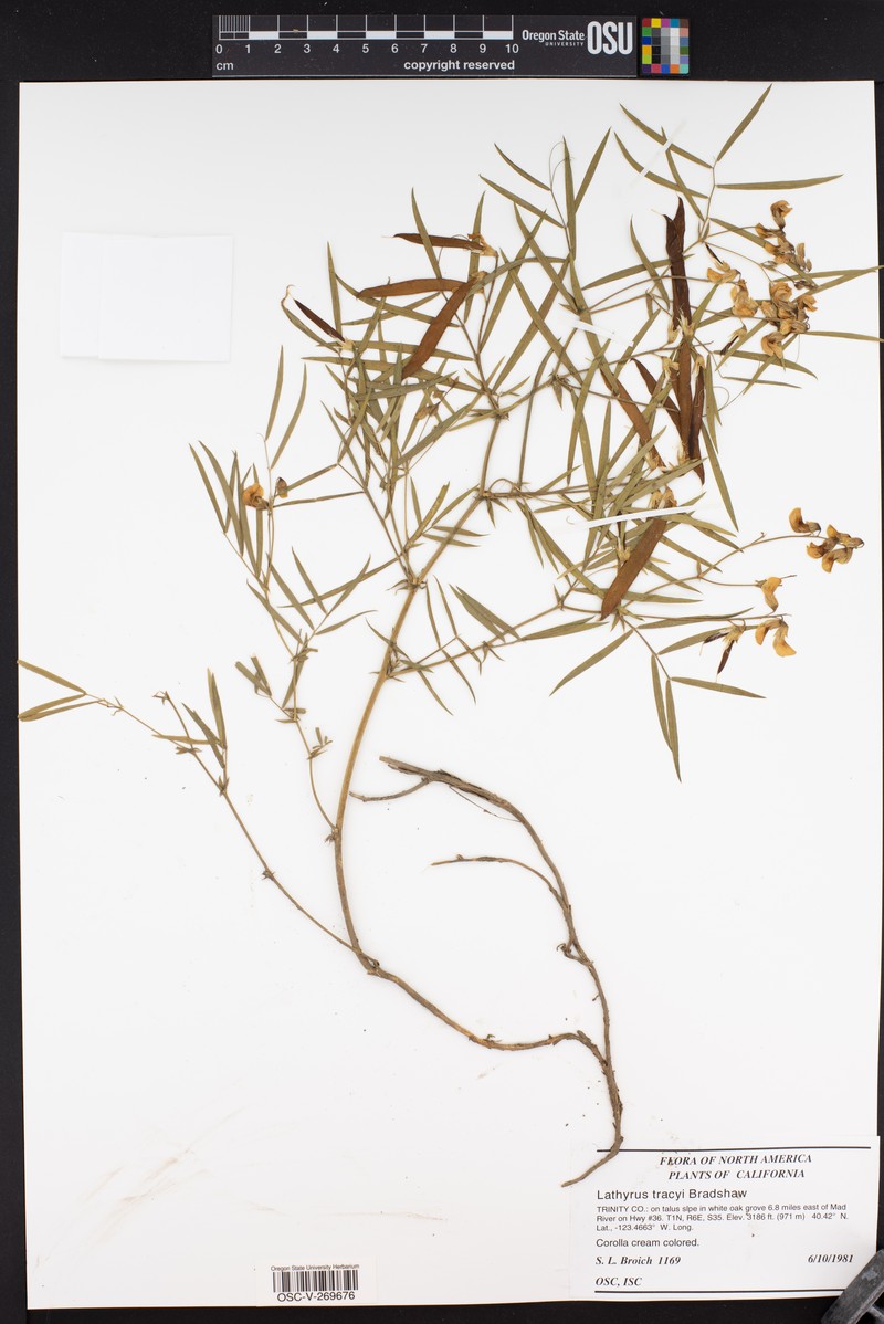 Lathyrus tracyi photo 2