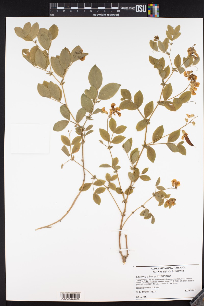 Lathyrus tracyi photo 3