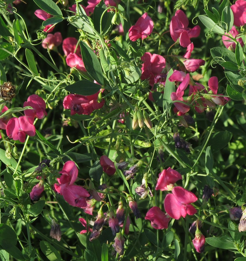 Tuberous Sweetpea photo 3