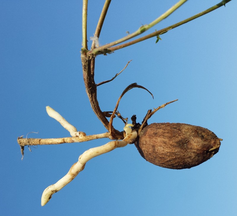 Tuberous Sweetpea photo 4