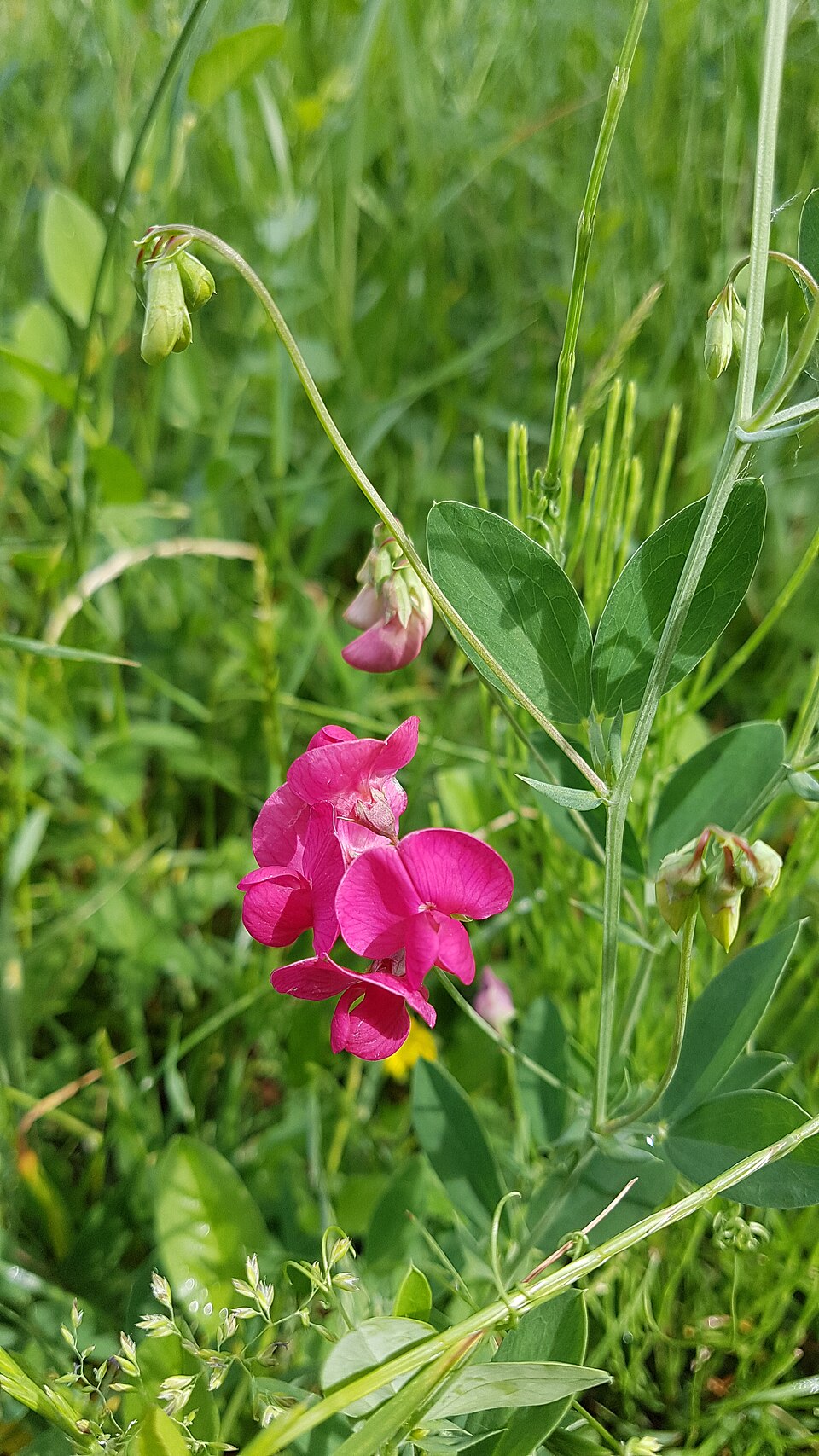 Tuberous Sweetpea