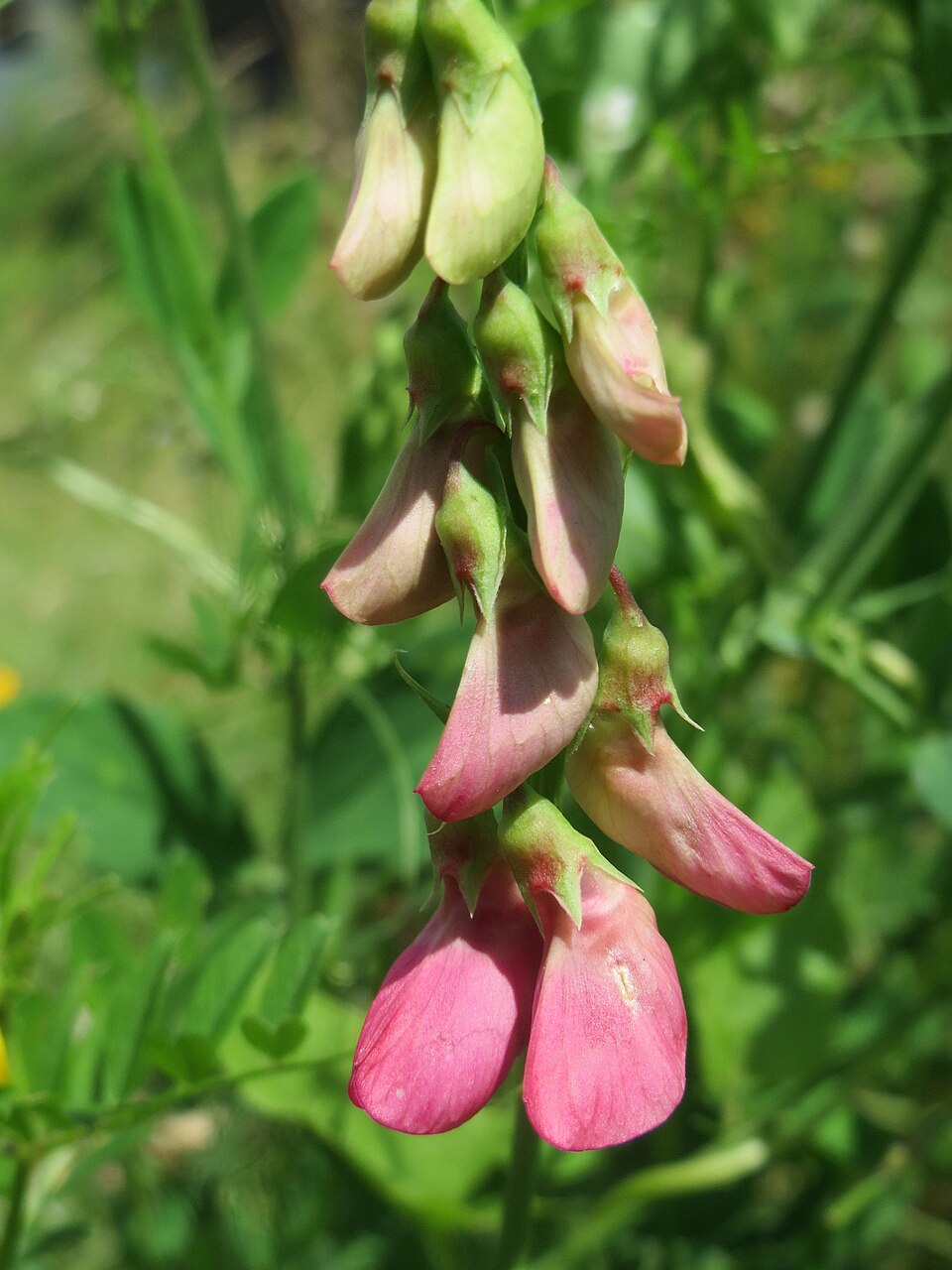 Tuberous Sweetpea photo 5