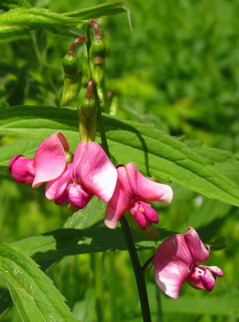 Tuberous Sweetpea photo 6