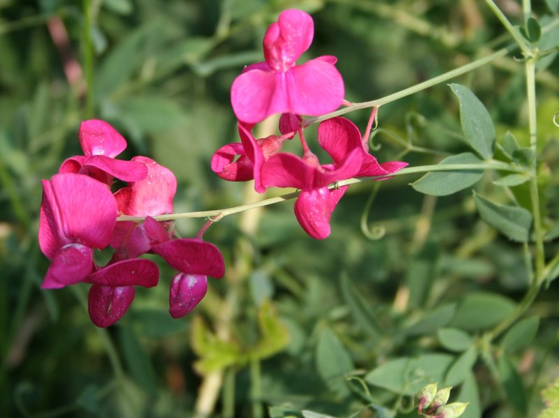 Tuberous Sweetpea photo 7