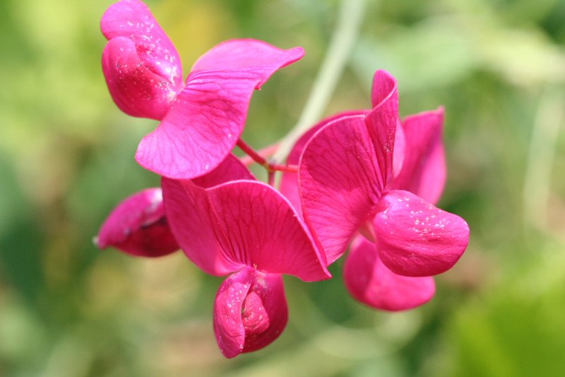 Tuberous Sweetpea photo 8