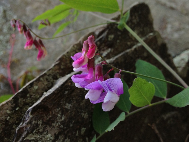 Veiny Pea photo 2