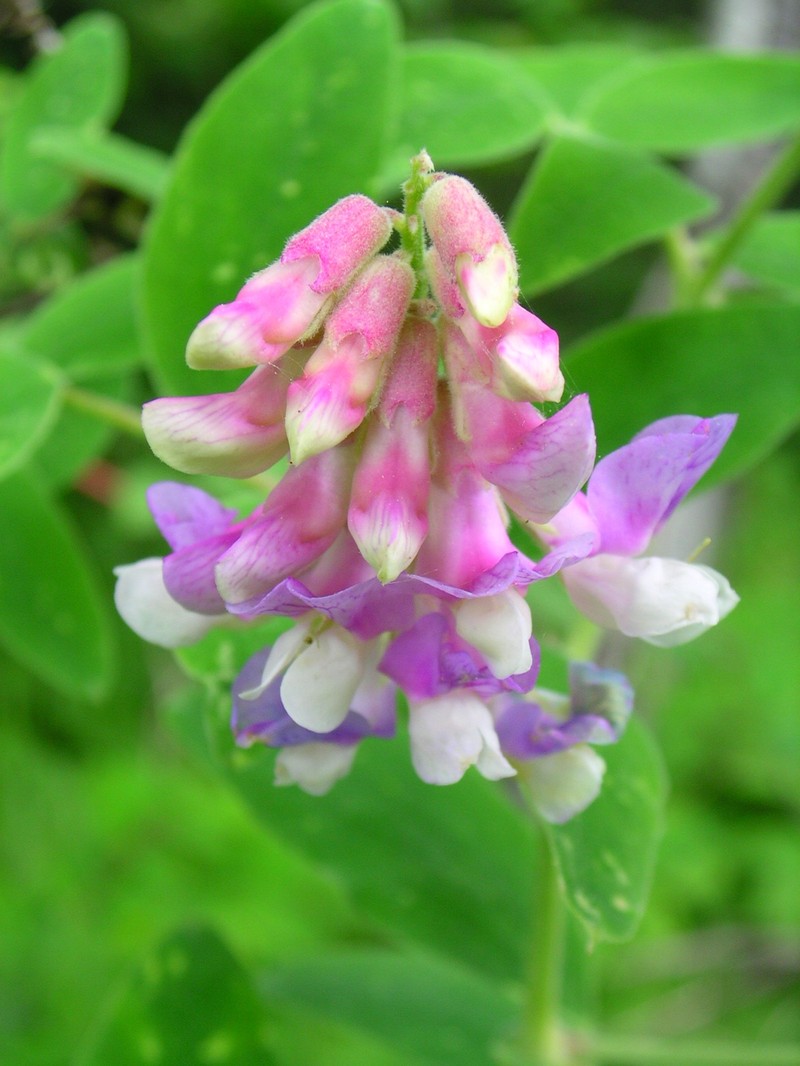 Veiny Pea photo 3