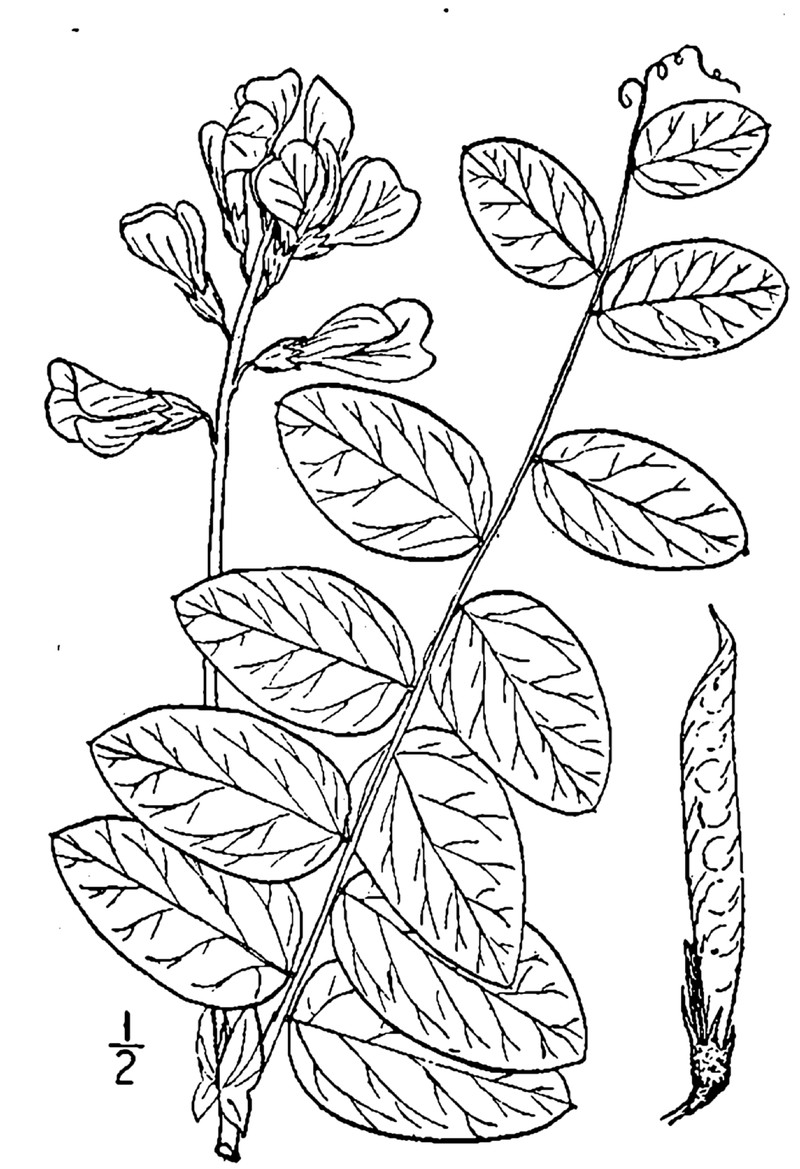 Veiny Pea photo 4