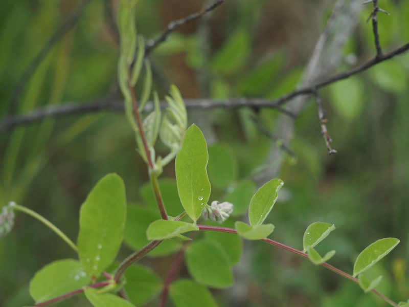 Veiny Pea