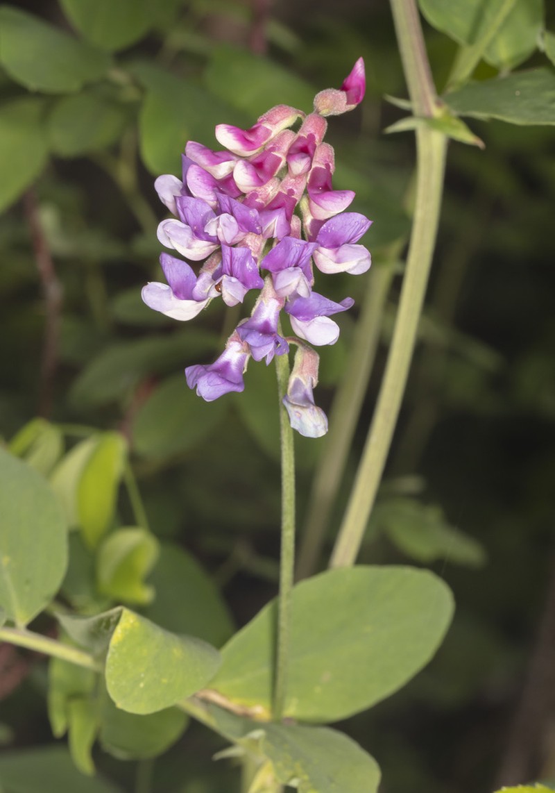 Veiny Pea photo 3
