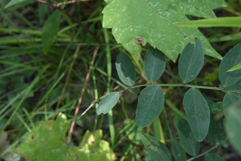 Veiny Pea photo 4