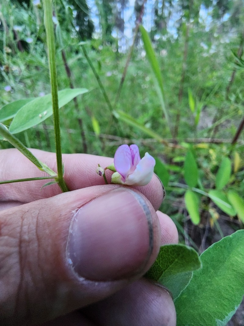 Veiny Pea photo 5