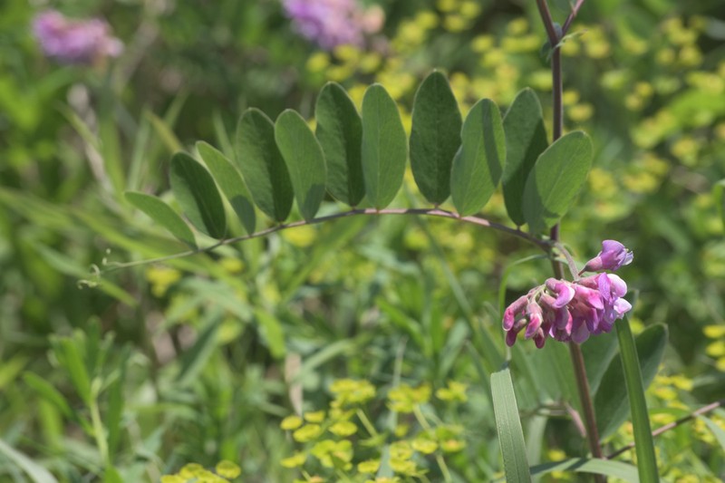 Veiny Pea photo 6