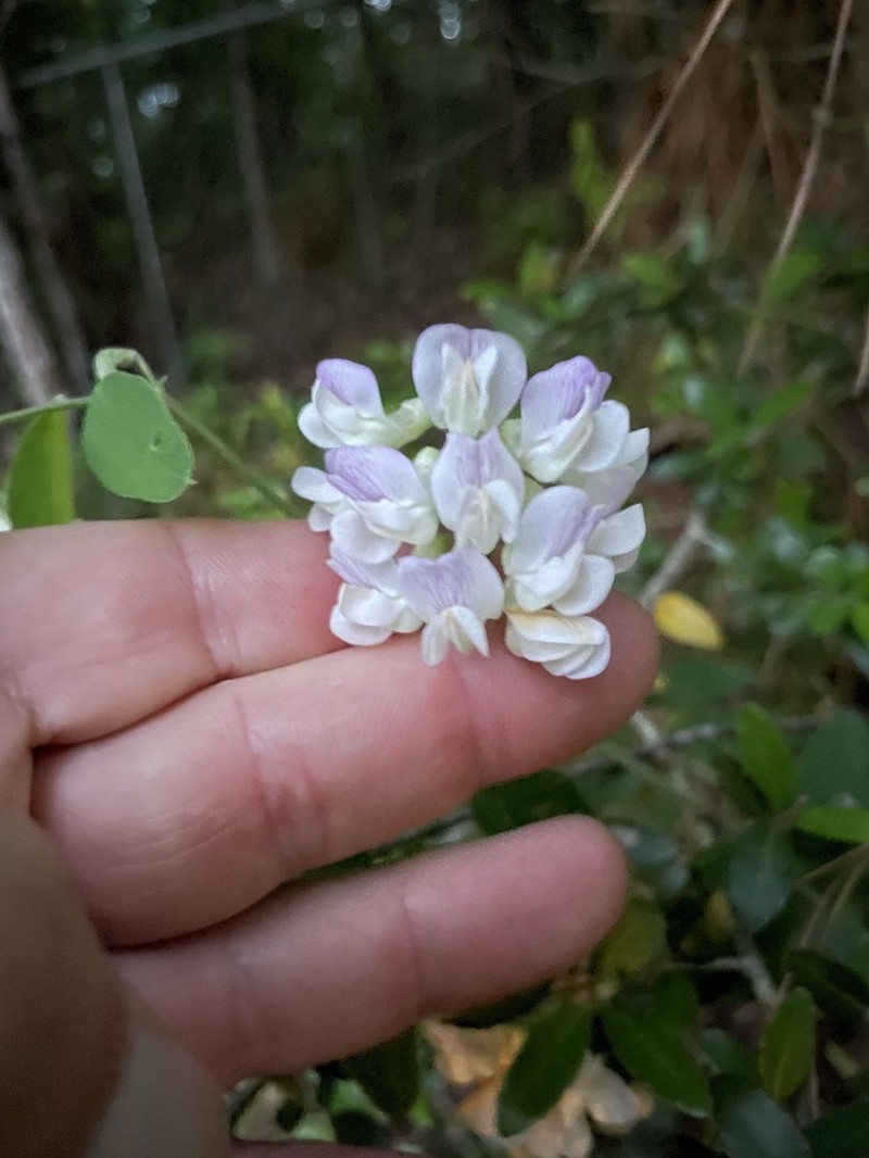 Veiny Pea photo 7