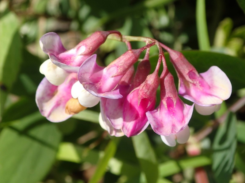 Veiny Pea photo 8