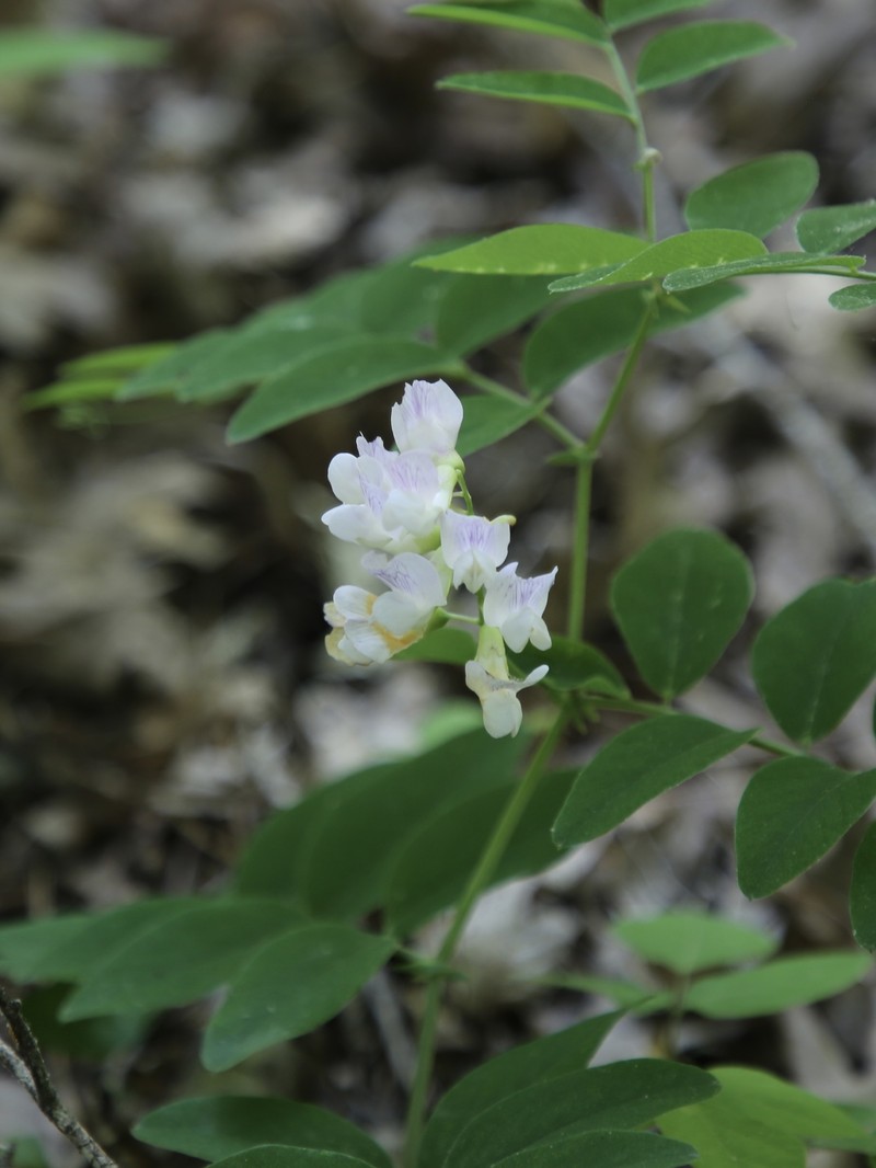 Lathyrus venosus var. arkansanus