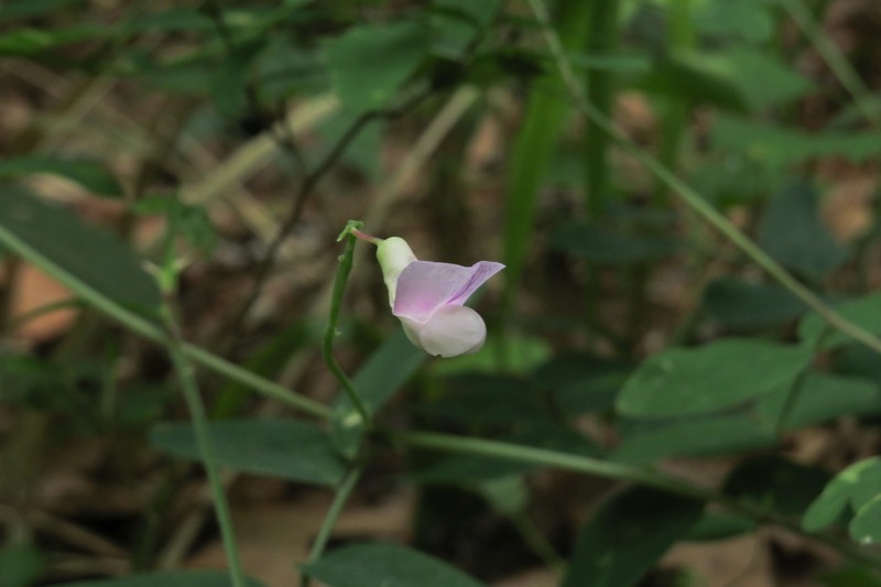 Lathyrus venosus var. arkansanus photo 2