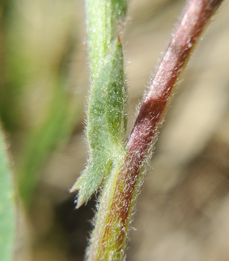 Lathyrus venosus var. intonsus photo 2