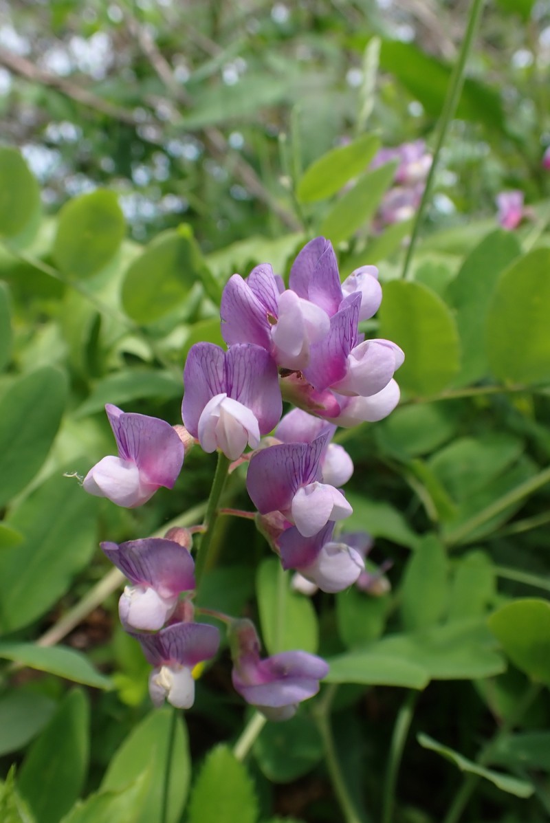 Lathyrus venosus var. intonsus photo 3