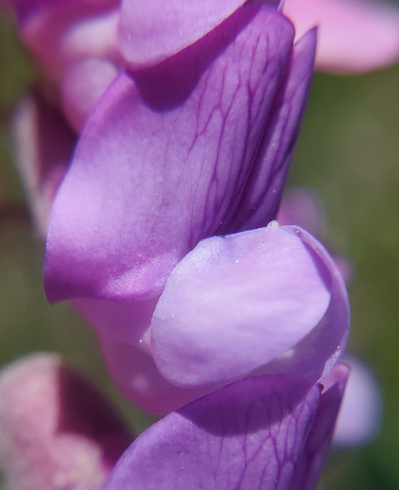 Lathyrus venosus var. intonsus photo 4