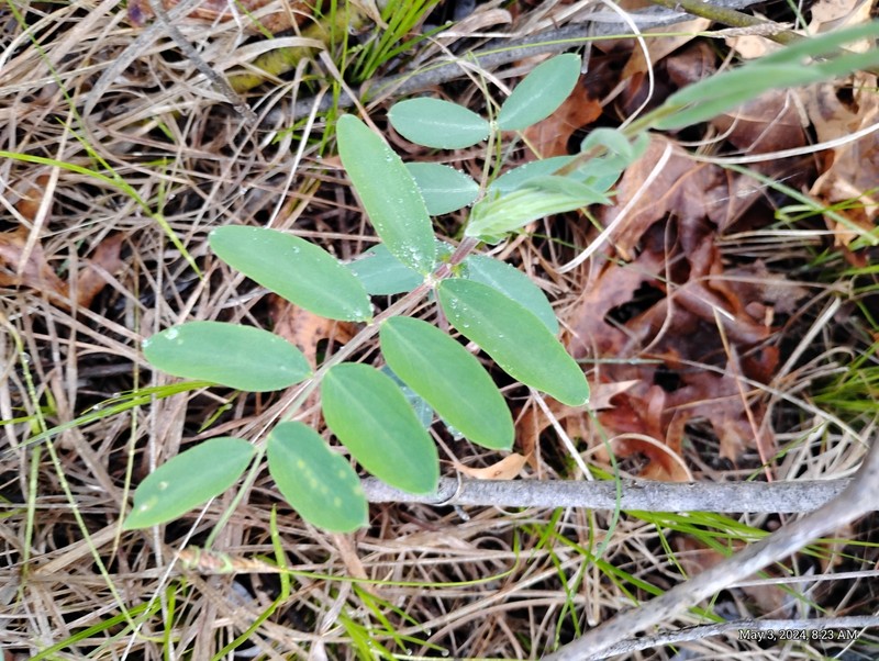 Lathyrus venosus var. intonsus photo 5