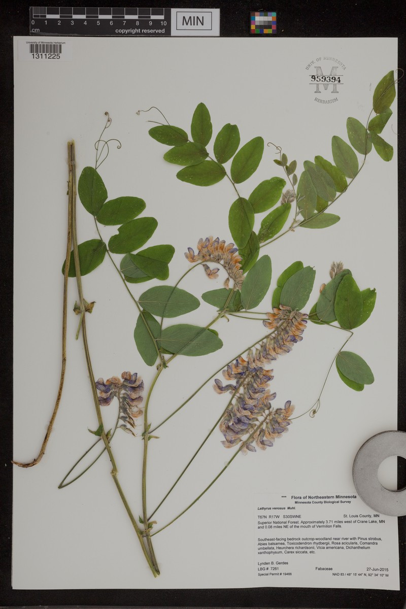 Lathyrus venosus var. intonsus photo 6