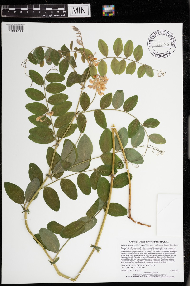 Lathyrus venosus var. intonsus photo 7