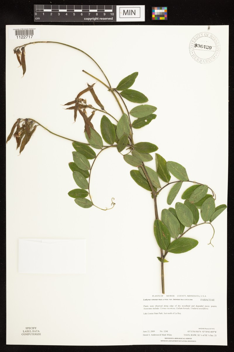 Lathyrus venosus var. intonsus photo 8