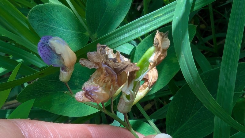 Lathyrus venosus var. venosus