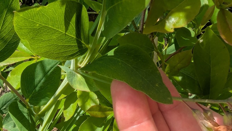 Lathyrus venosus var. venosus photo 2