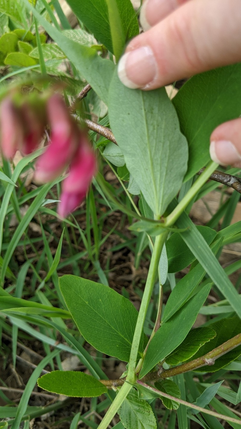 Lathyrus venosus var. venosus photo 3