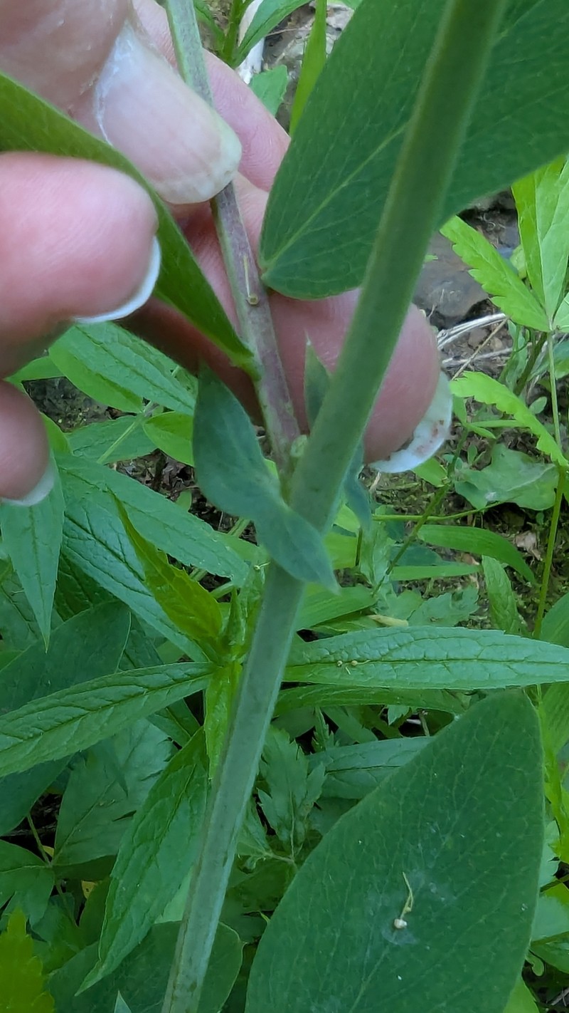 Lathyrus venosus var. venosus photo 4