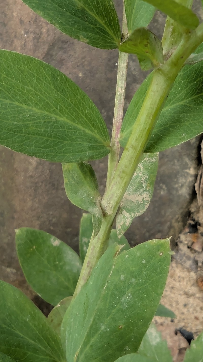 Lathyrus venosus var. venosus photo 5
