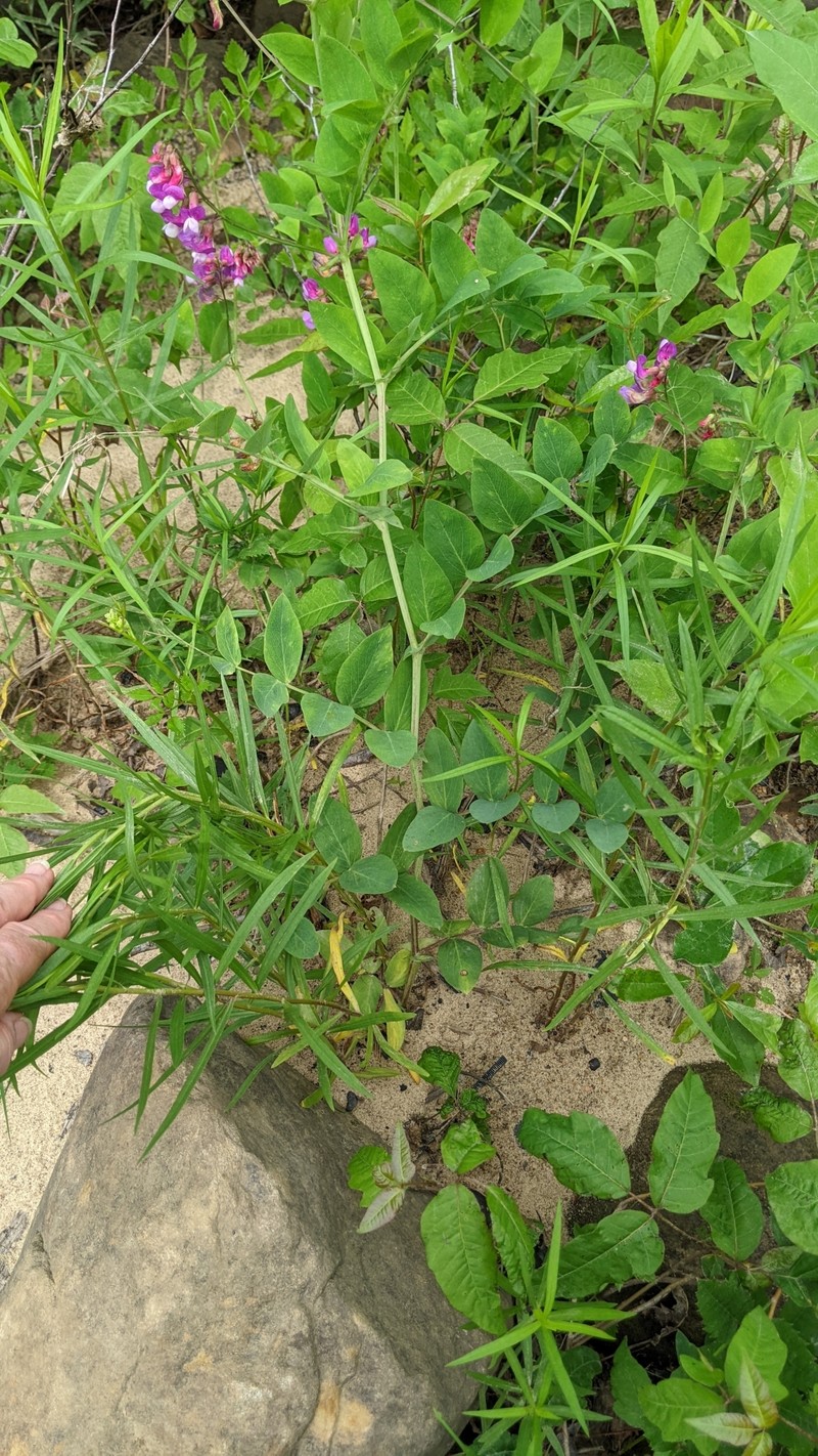 Lathyrus venosus var. venosus photo 6