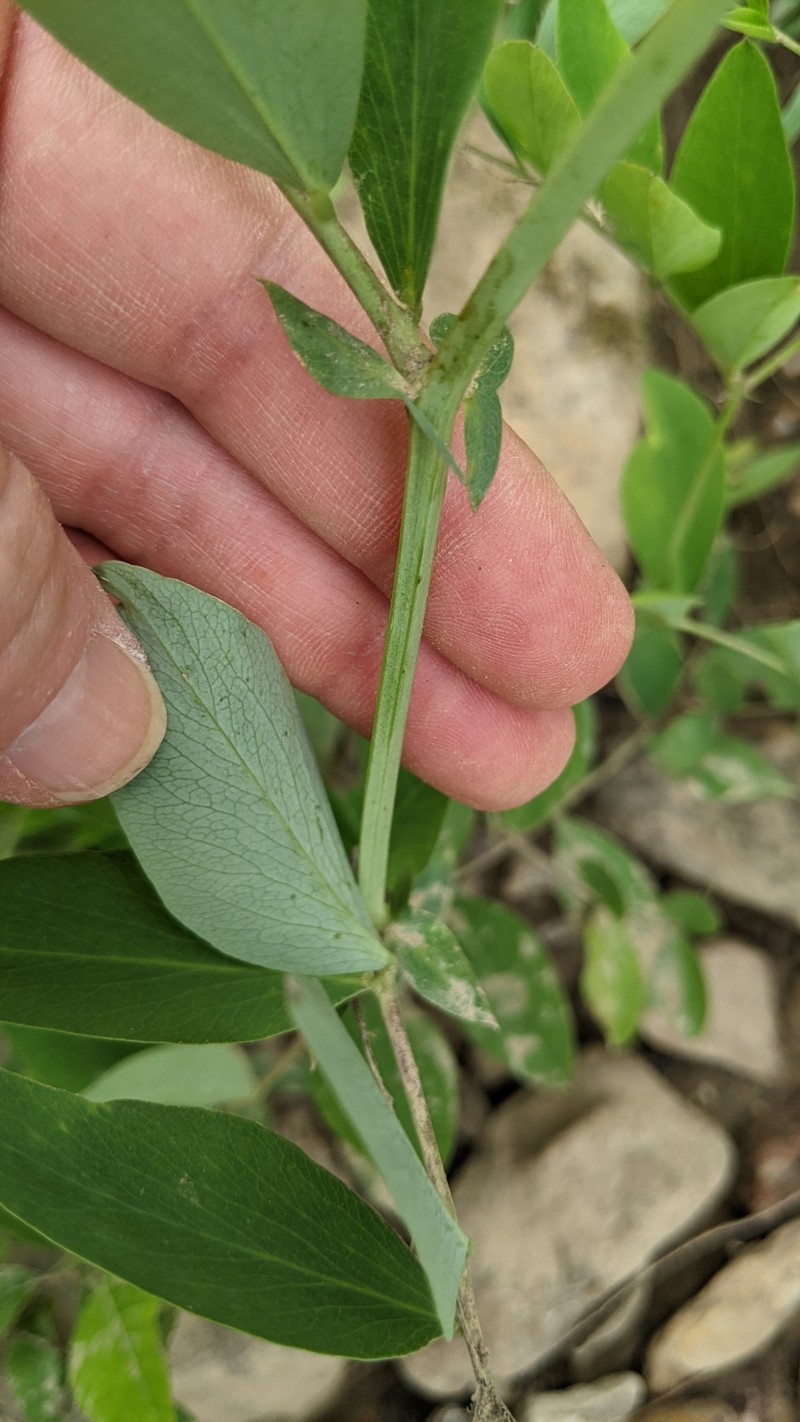 Lathyrus venosus var. venosus photo 7
