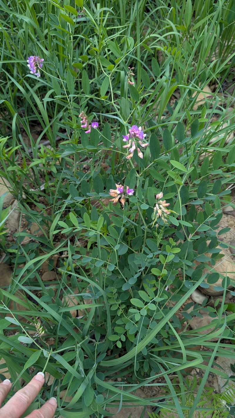 Lathyrus venosus var. venosus photo 8