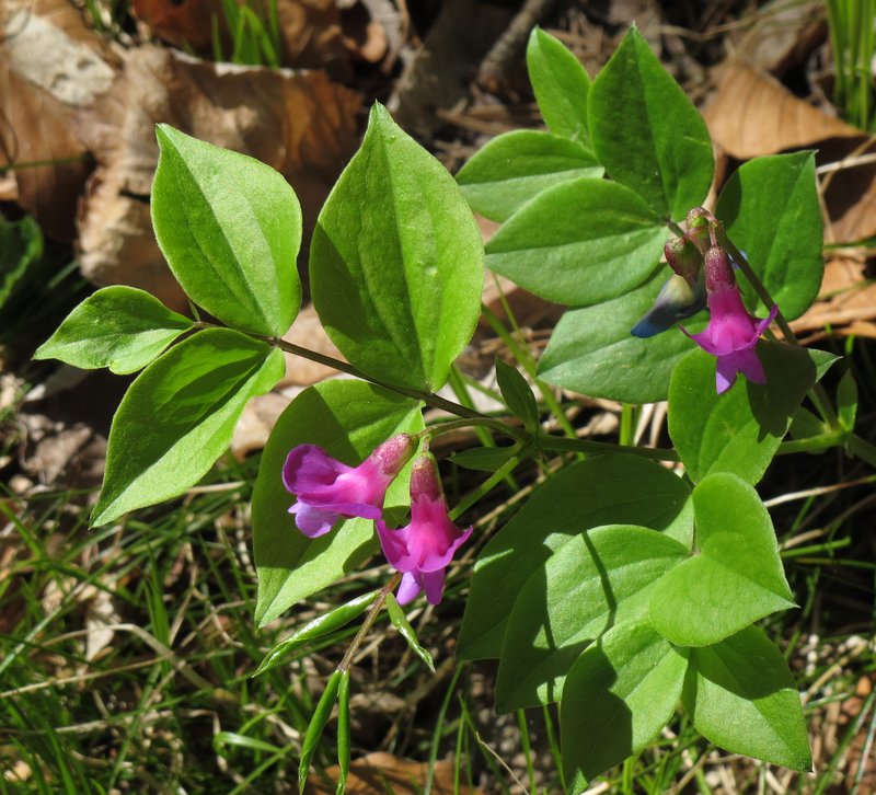 Spring-Vetch