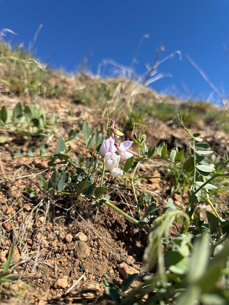 Pacific Pea