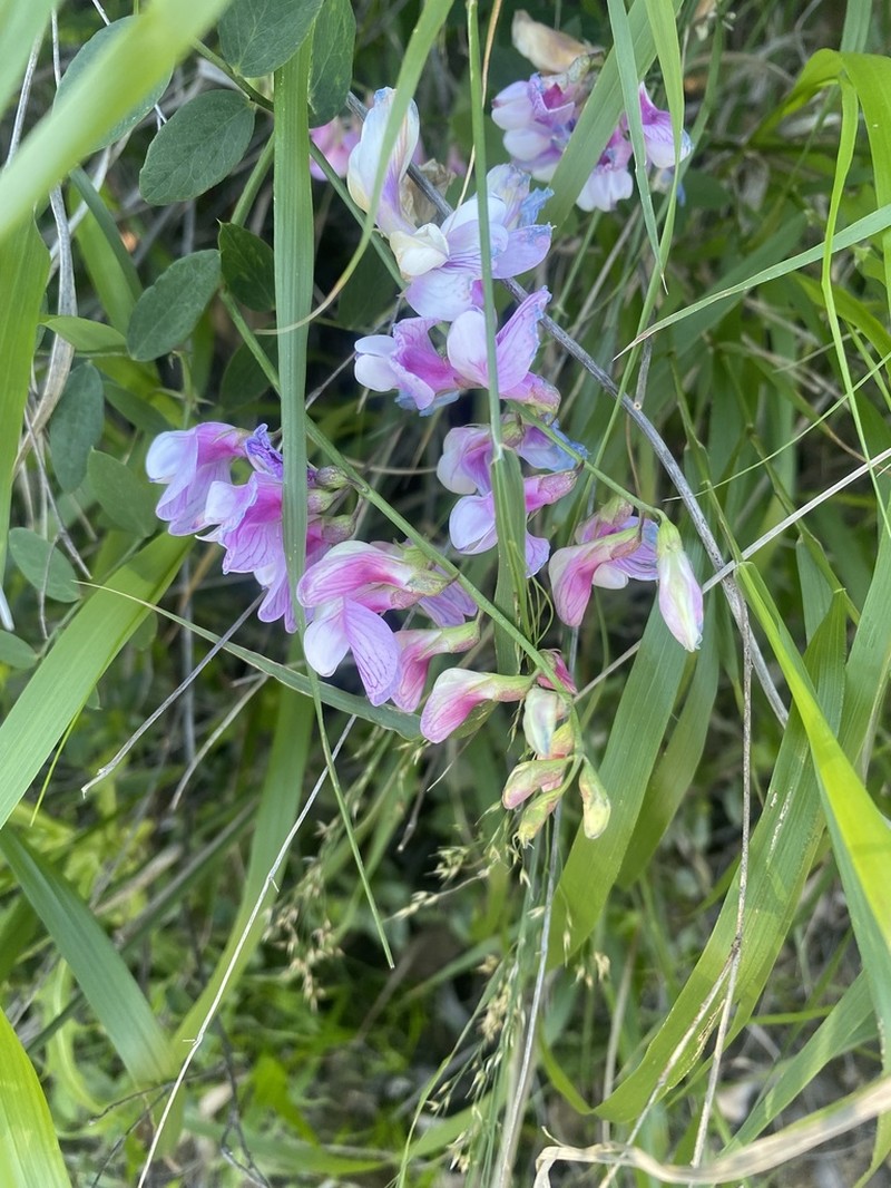 Pacific Pea photo 2