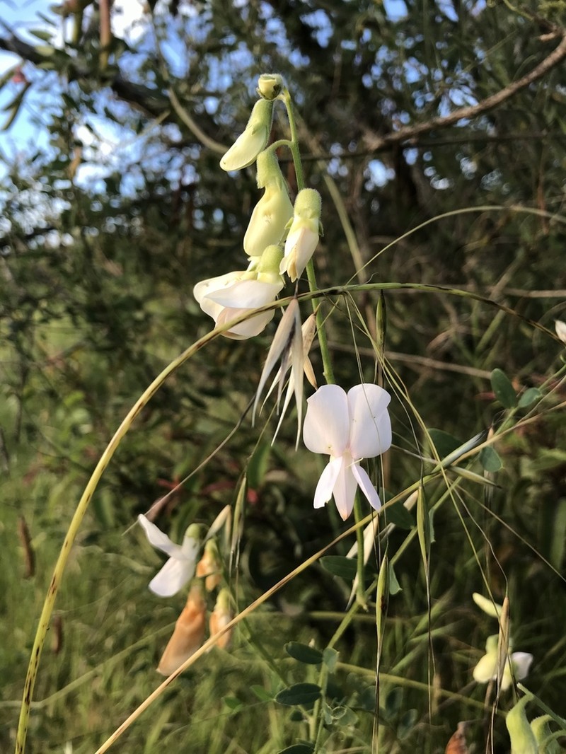 Pacific Pea photo 4