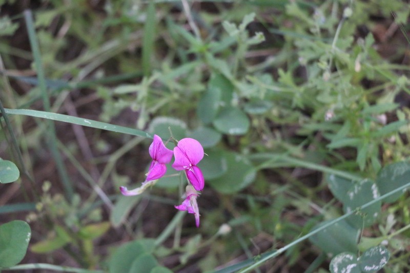 Pacific Pea photo 5