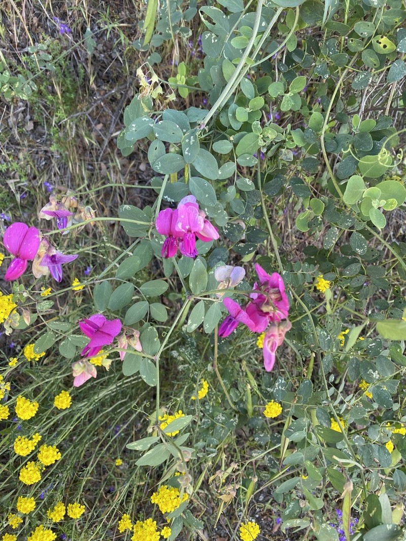 Pacific Pea photo 6