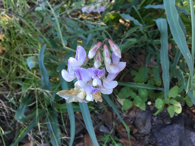 Pacific Pea photo 7