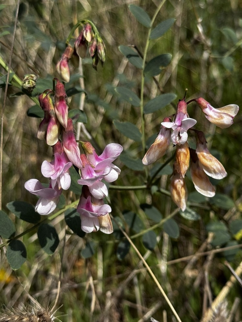 Pacific Pea photo 8