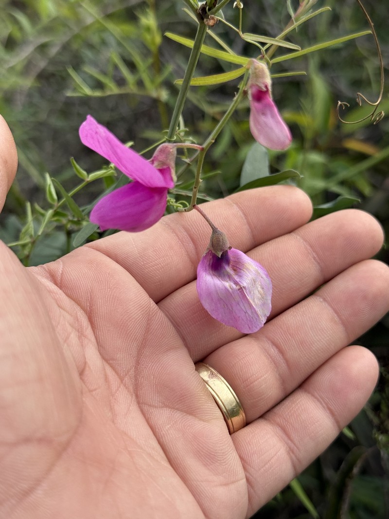 Lathyrus vestitus var. alefeldii