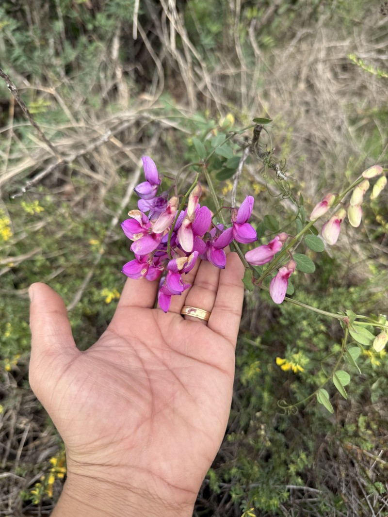 Lathyrus vestitus var. alefeldii photo 2
