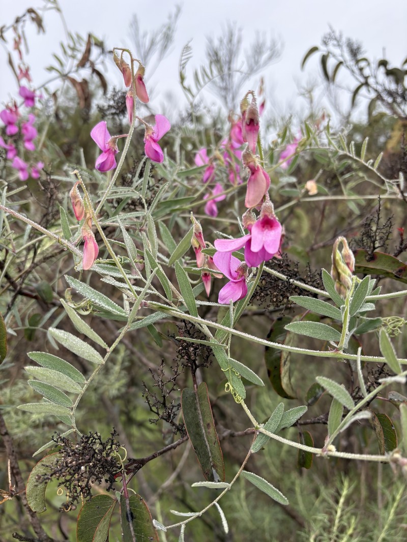 Lathyrus vestitus var. alefeldii photo 3
