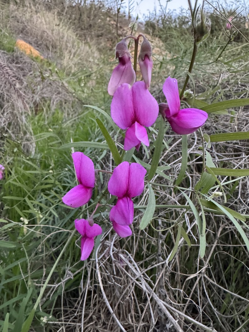 Lathyrus vestitus var. alefeldii photo 4