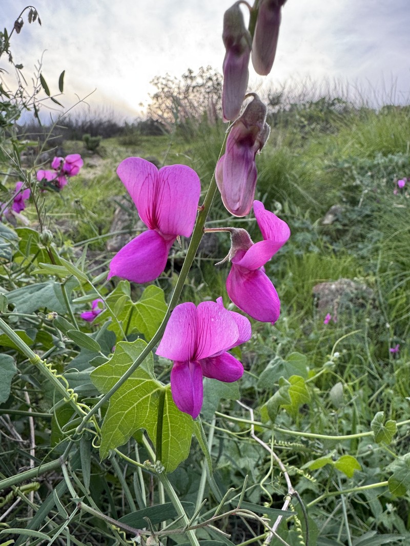 Lathyrus vestitus var. alefeldii photo 5