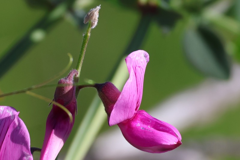 Lathyrus vestitus var. alefeldii photo 6